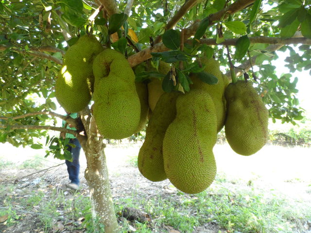 Yaca