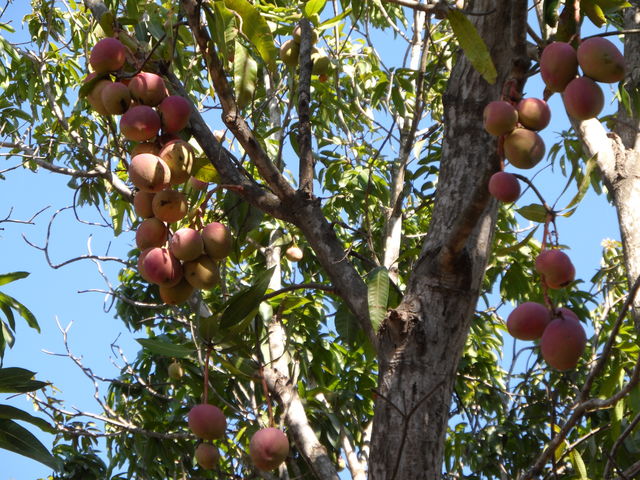Mango