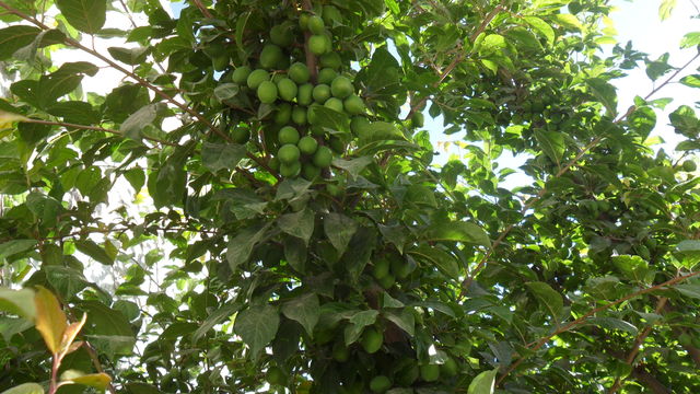 Ciruelo