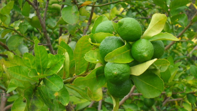 Limon