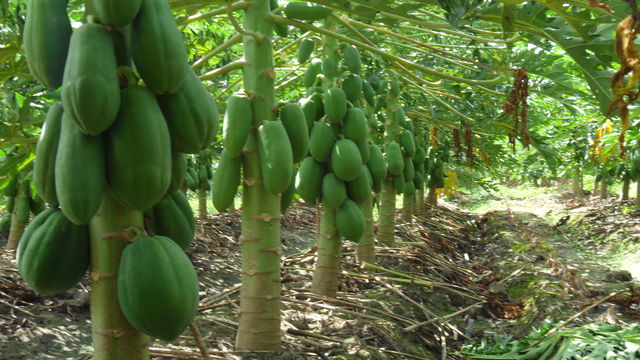 Papaya